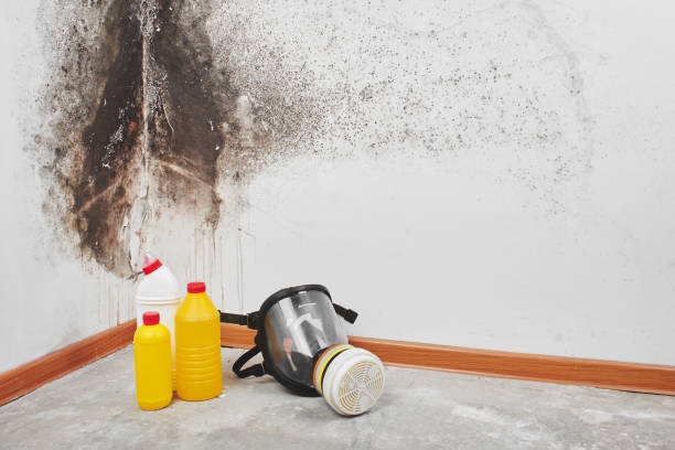 Best Home Mold Removal  in Bridge City, TX