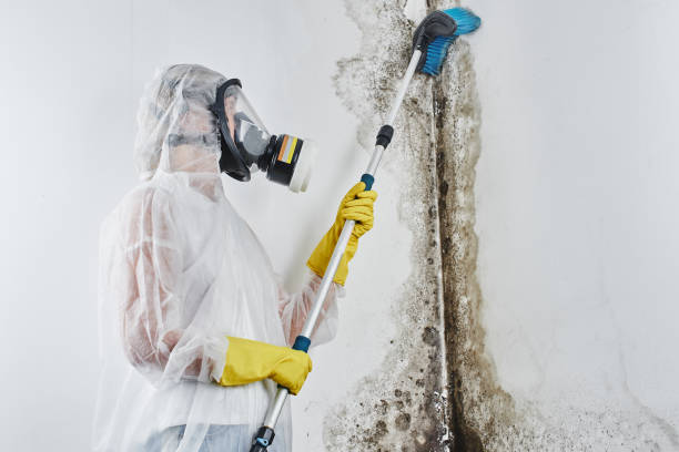 Crawl Space Mold Removal in Bridge City, TX