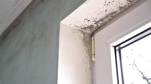 Best Office Mold Removal Services  in Bridge City, TX