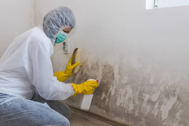 Trusted Bridge City, TX Mold Removal Experts