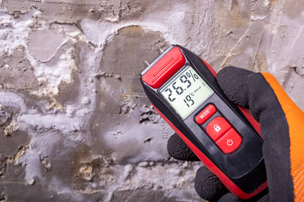 Mold Removal and Inspection in Bridge City, TX