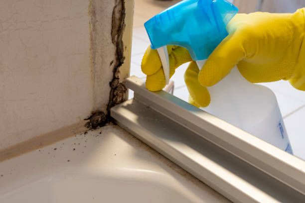 Best Mold Damage Repair  in Bridge City, TX
