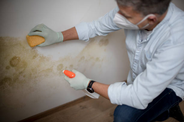 Best Emergency Mold Removal  in Bridge City, TX