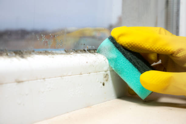 Best Office Mold Removal Services  in Bridge City, TX