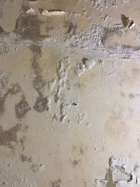 Best Mold Remediation  in Bridge City, TX