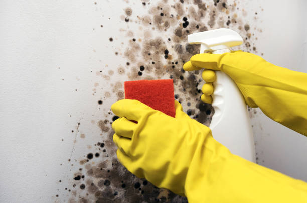 Best Crawl Space Mold Removal  in Bridge City, TX