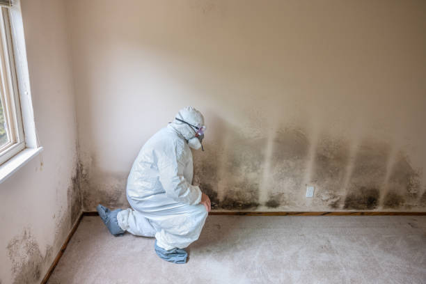 Best Mold Removal Company Near Me  in Bridge City, TX