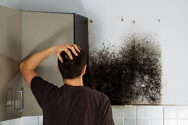 Best Attic Mold Removal  in Bridge City, TX