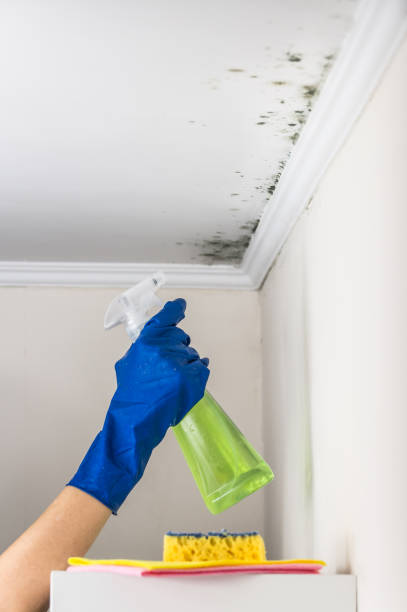 Best Certified Mold Removal  in Bridge City, TX
